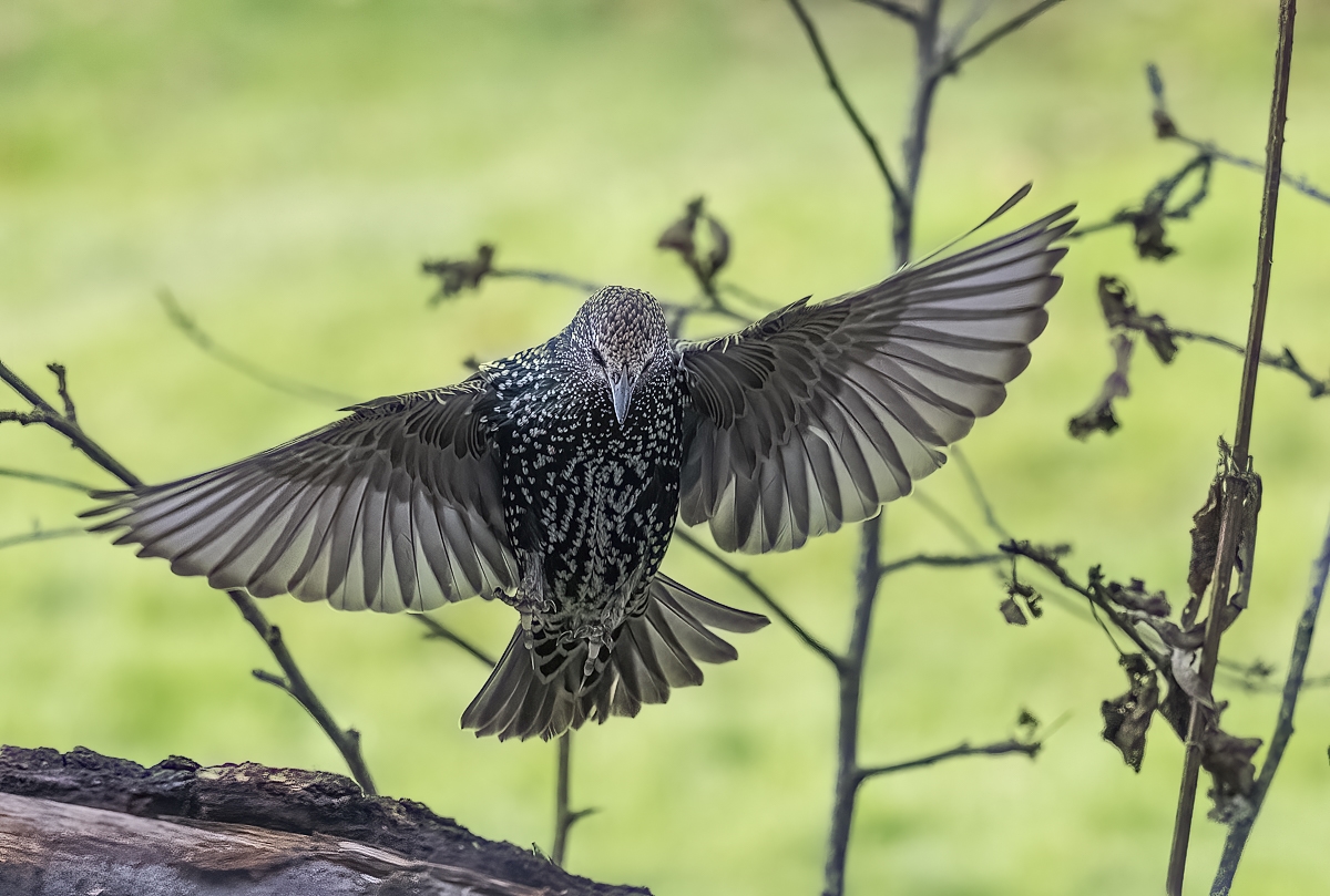 star01 (1 von 1).jpg