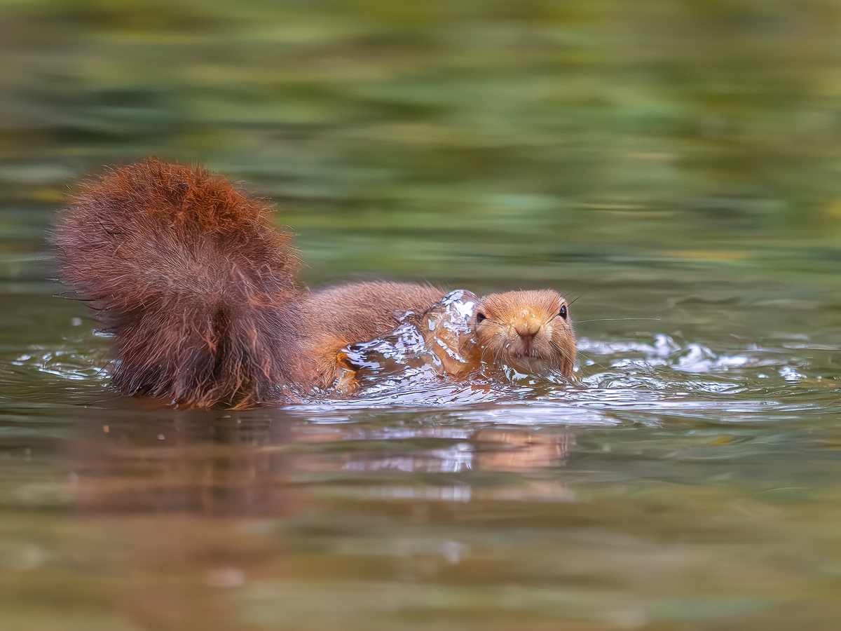 Eichhörnchen-im-Wasser-2.jpg