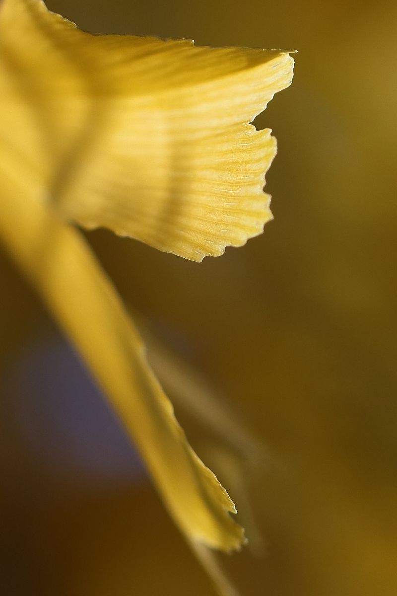 IMG_7002_ctr3s.JPG
