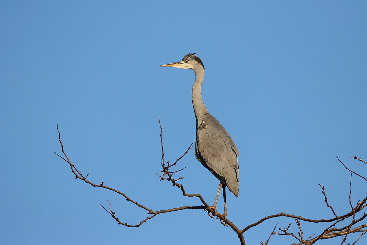 IMG_9290_SHARPEN projects DENOISE projects.jpg