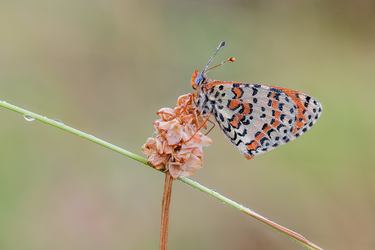 20230621-20230621-IMG_3824 ZS38 1-40 f56 200 100-b.jpg