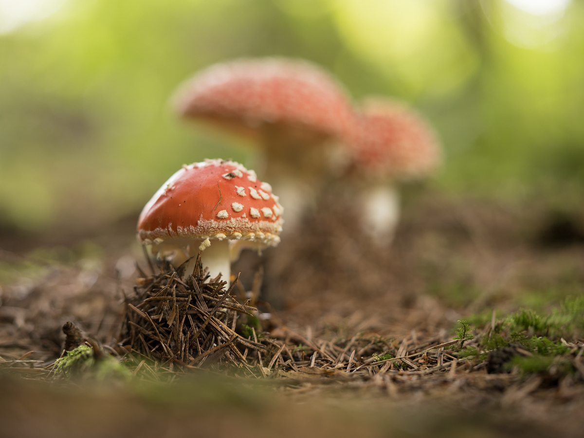 20241006-133630-003-(HL)-MWeiler-beim-Dreieck-Fliegenpilz-Amanita-muscaria-43.jpg