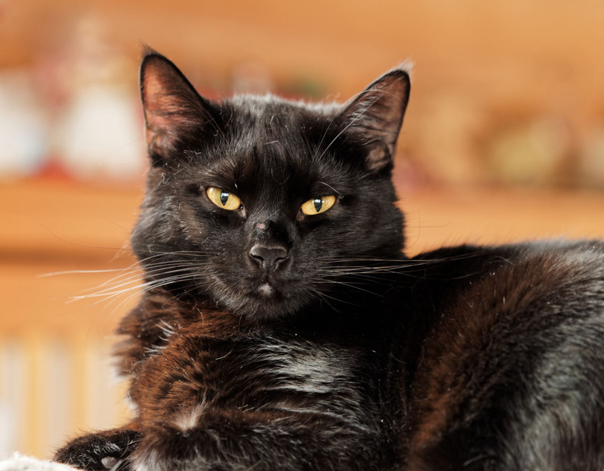 E1X42680_DxO_2024-11-24_Blacky_klein.jpg