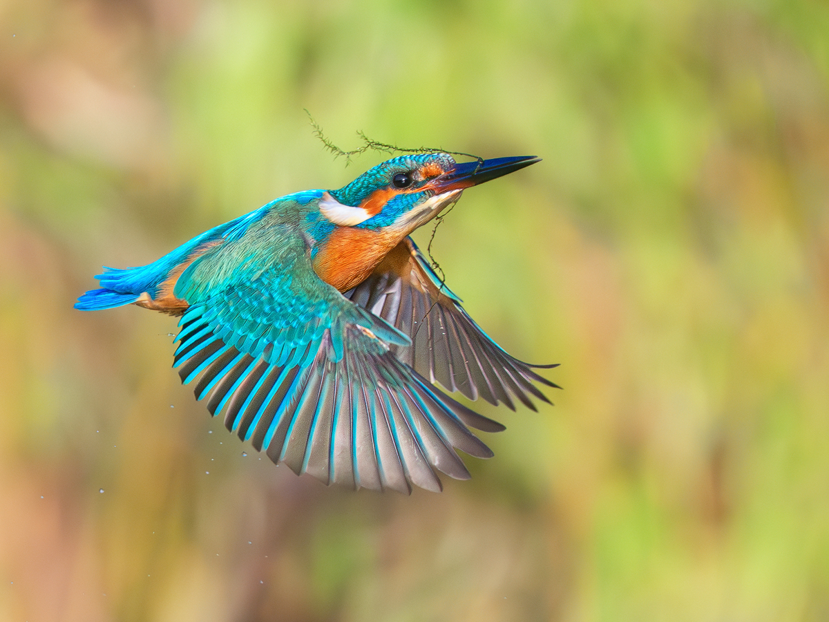 Eisvogel.jpg