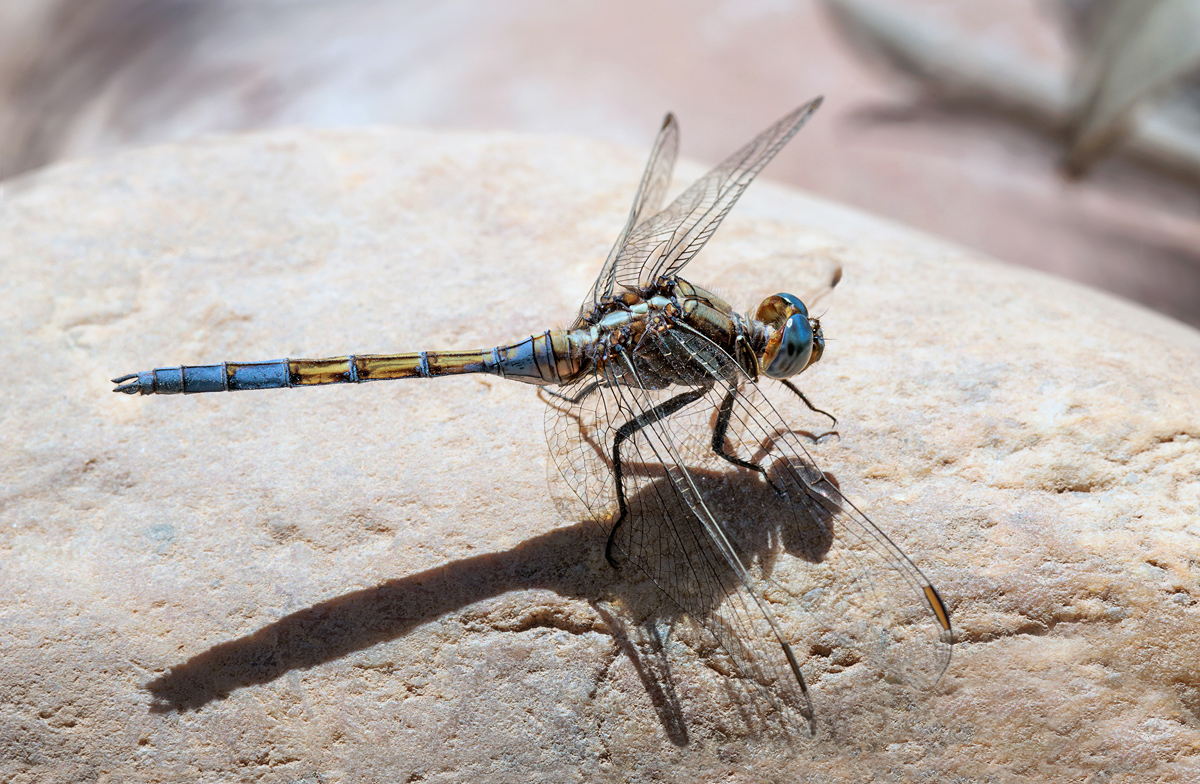 Rahmstreif-Blaupfeil - Kopie_bearbeitet-1.jpg