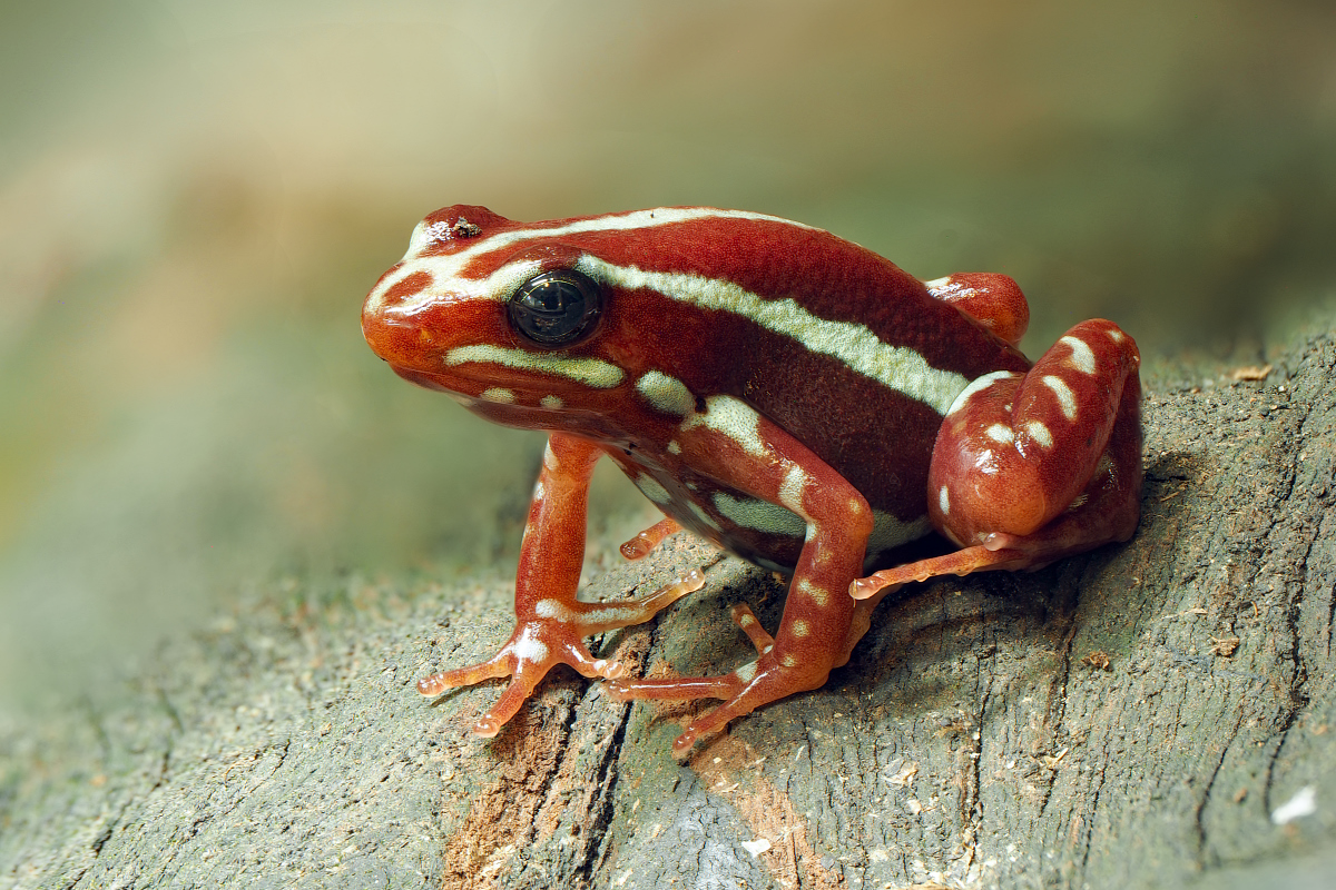 2025-01-14_14-15-31_P1140509_Stack_aus_21 (Meth B,Radius8,Smoothing4)a-1_filtered_klein.jpg