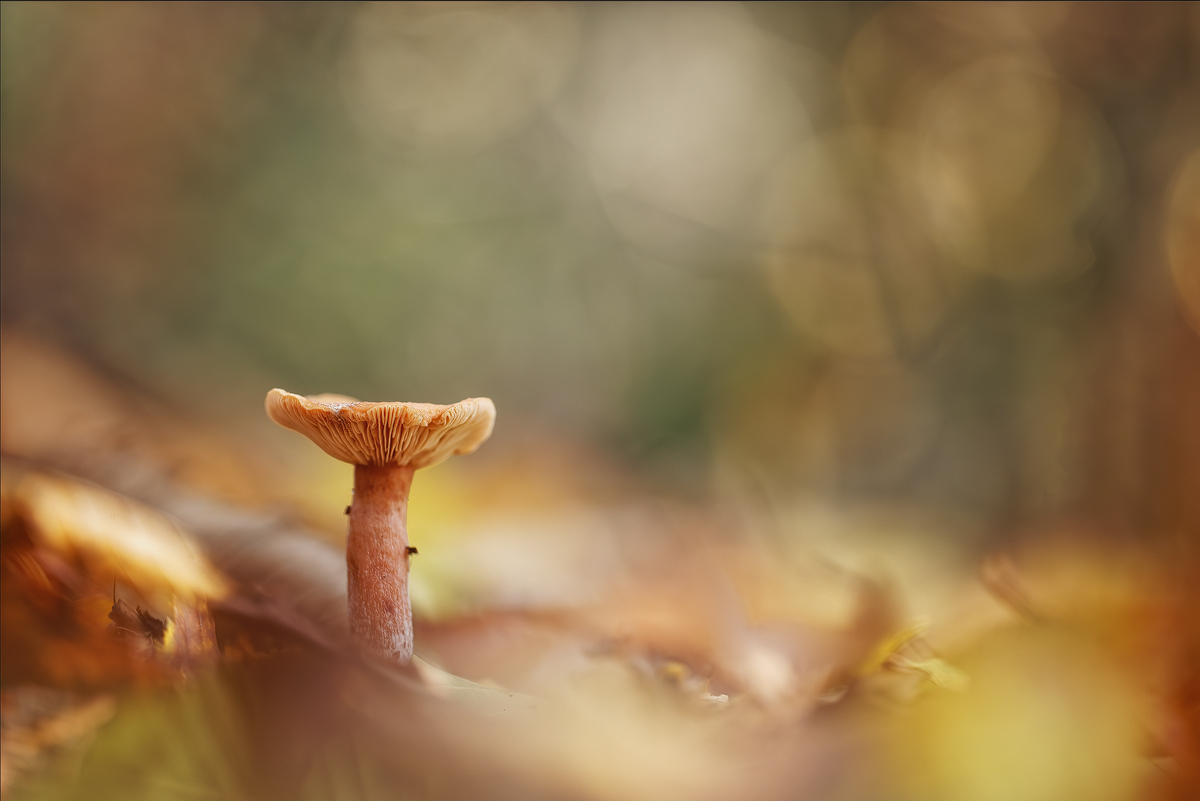 GABU0592_500_2.8_1.50_Pilz_GB.jpg