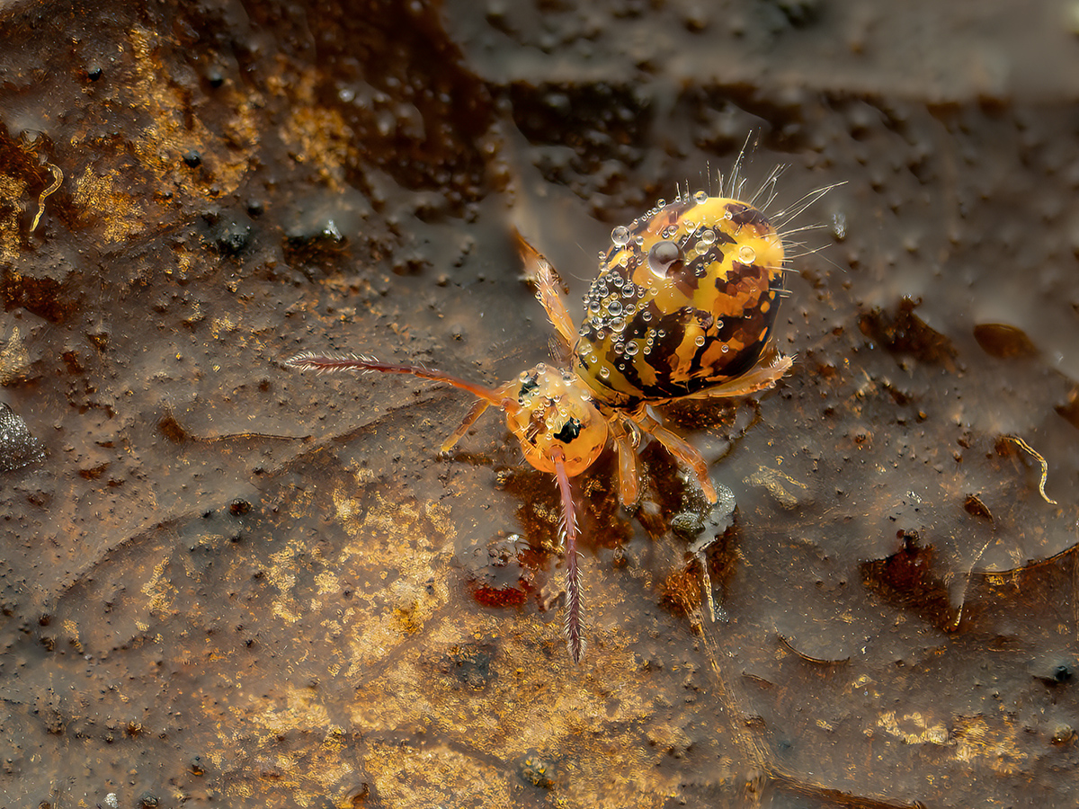 Dicyrtomina ornata.jpg