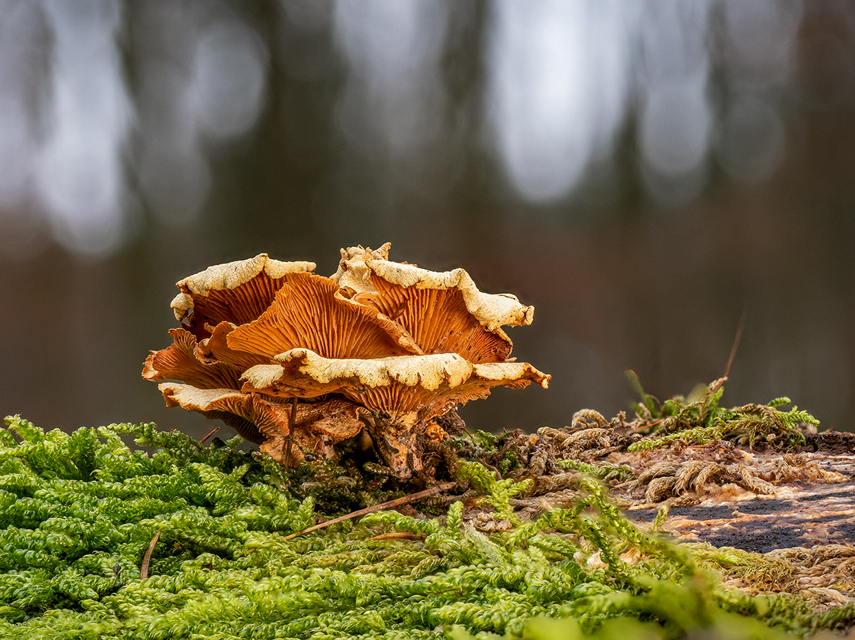 Herber Zwergknäueling.jpg