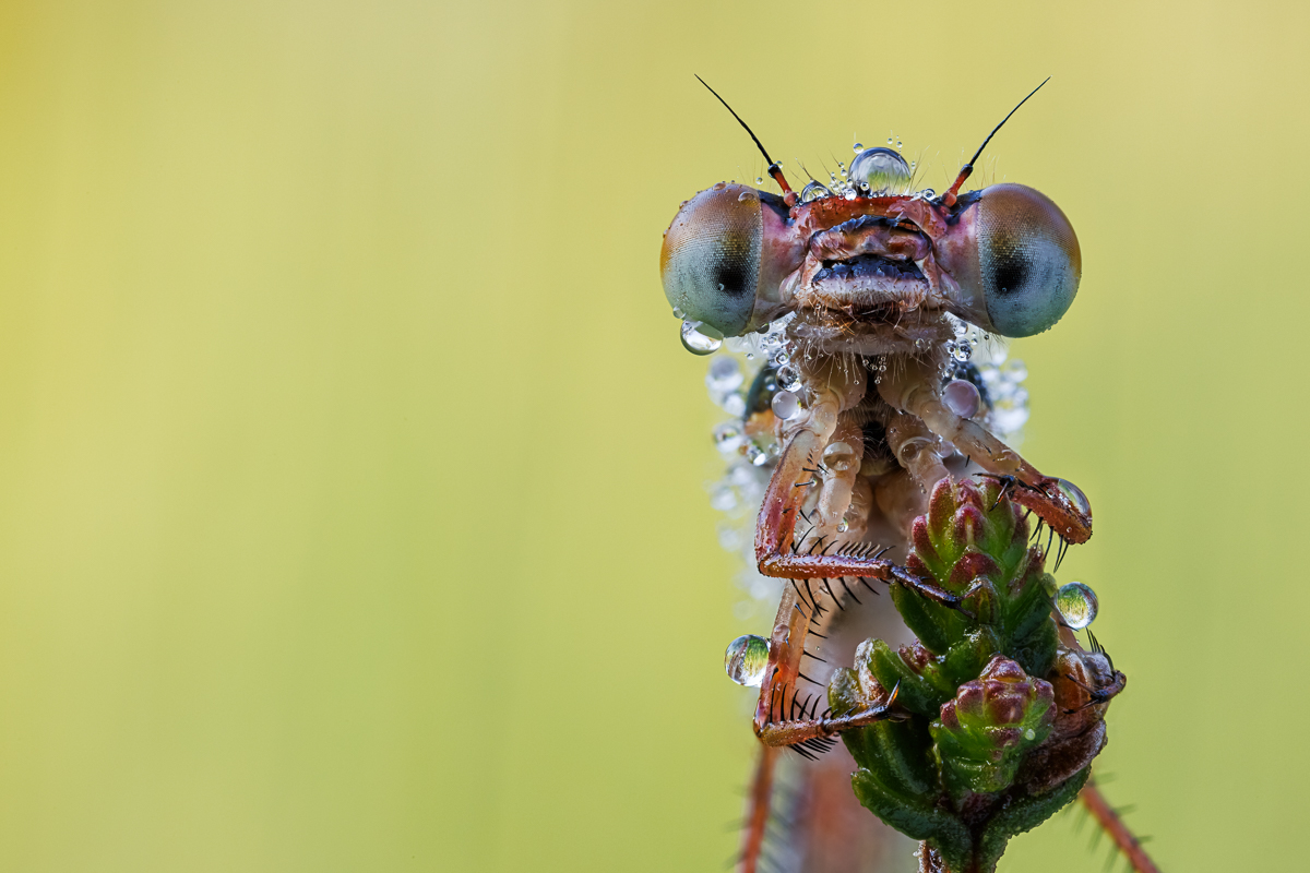 20240524-20240524-IMG_8085 ZS33 1-25 f56u10 400 65-b.jpg