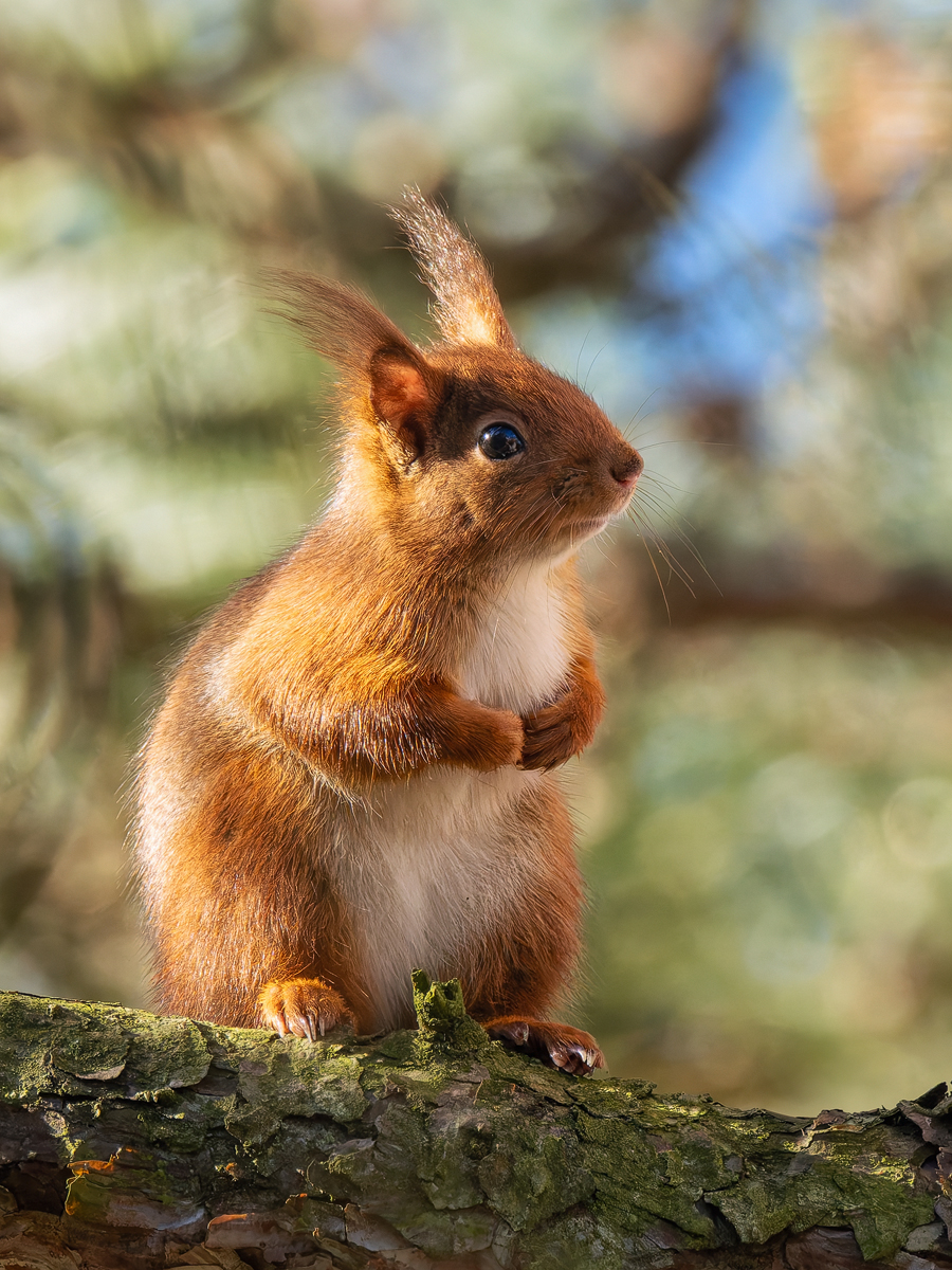 Eichhörnchen-im-Baum.jpg