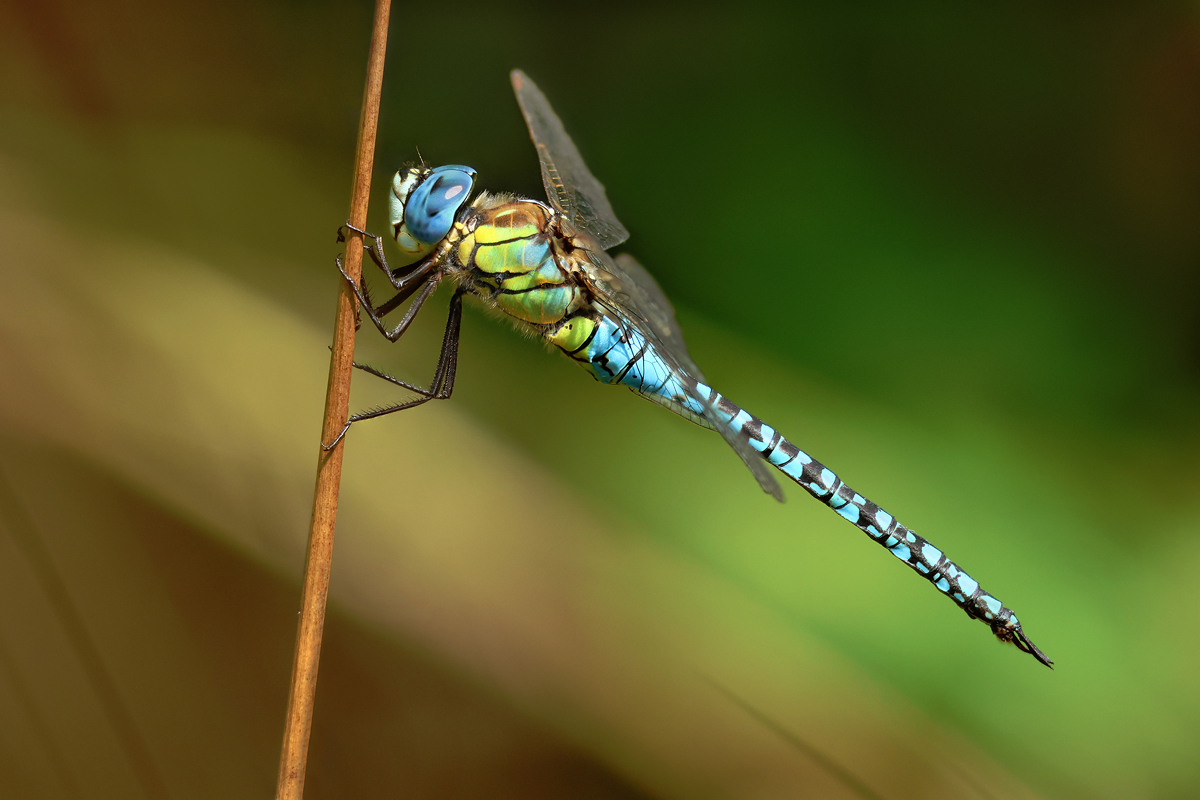 Aeshna affinis_m_8W8A0199_1200a.jpg