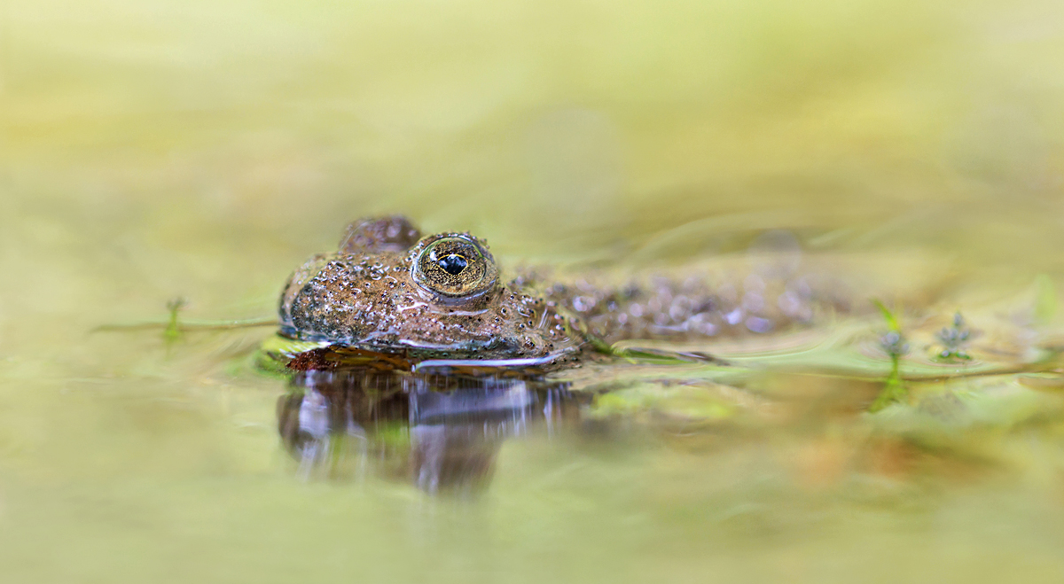 Gelbbauchunke MF._bearbeitet-1.jpg