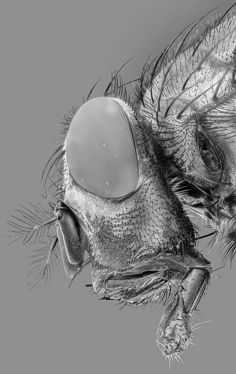 fly_1200px.jpg