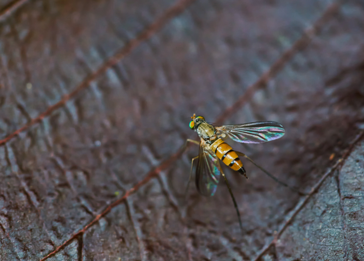 Neurigona quadrifasciata 2.jpg