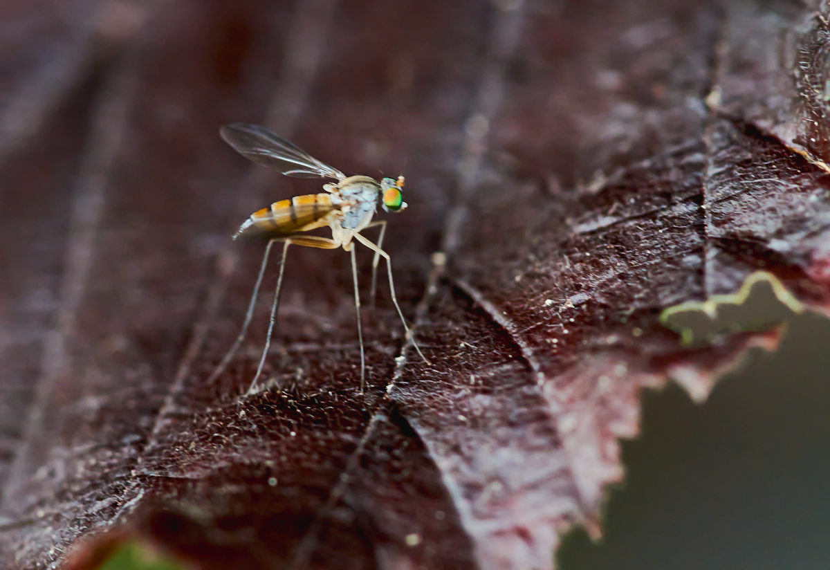 Neurigona quadrifasciata 3.jpg