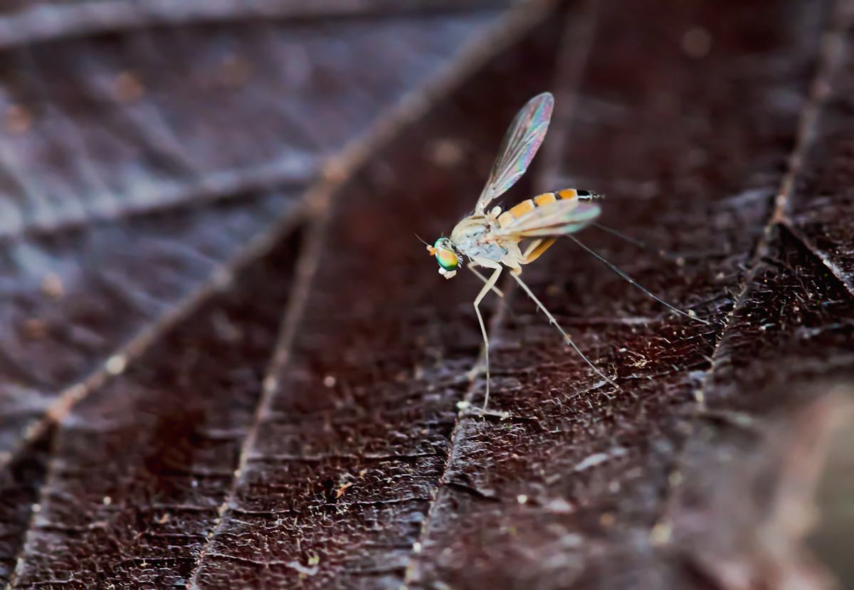 Neurigona quadrifasciata4.jpg