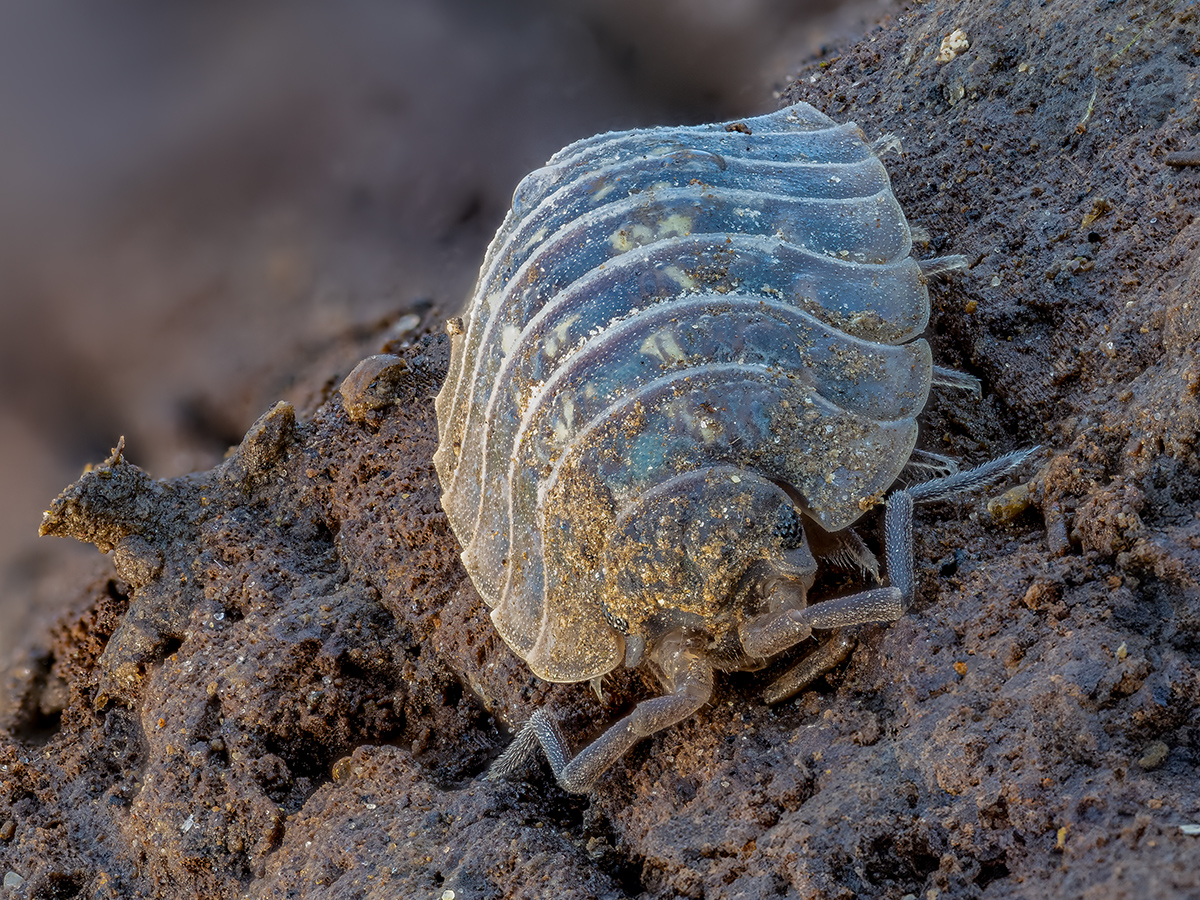 Trachelipus rathkii.jpg