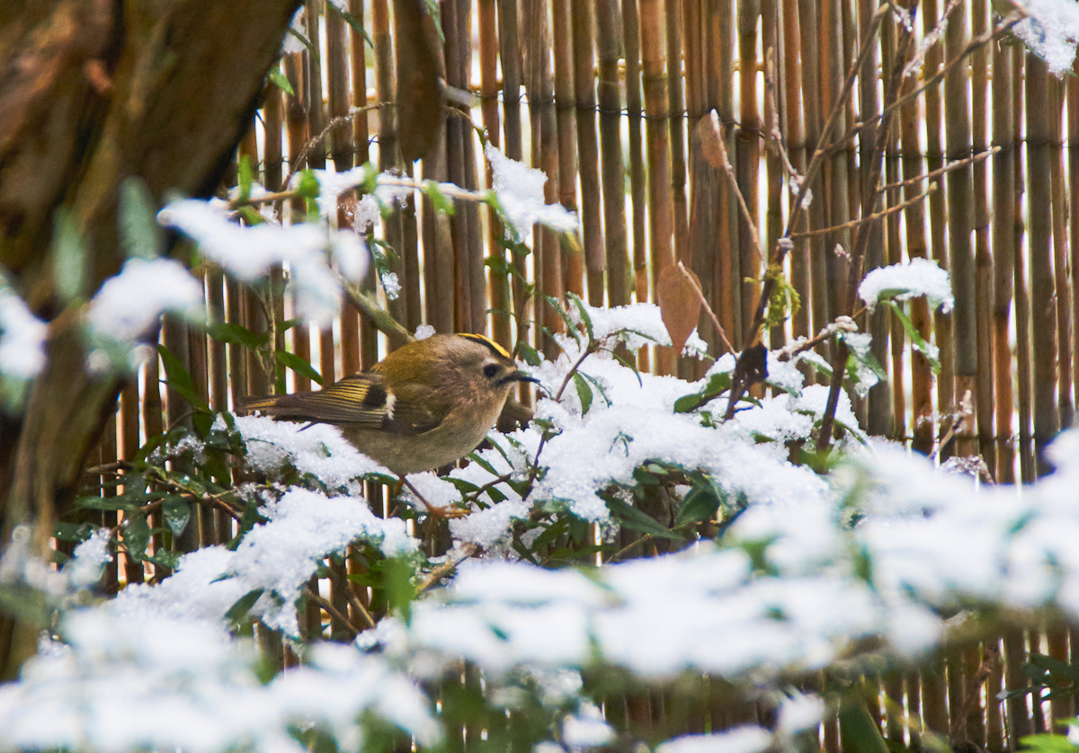 Wintergoldhähnchen 1.jpg