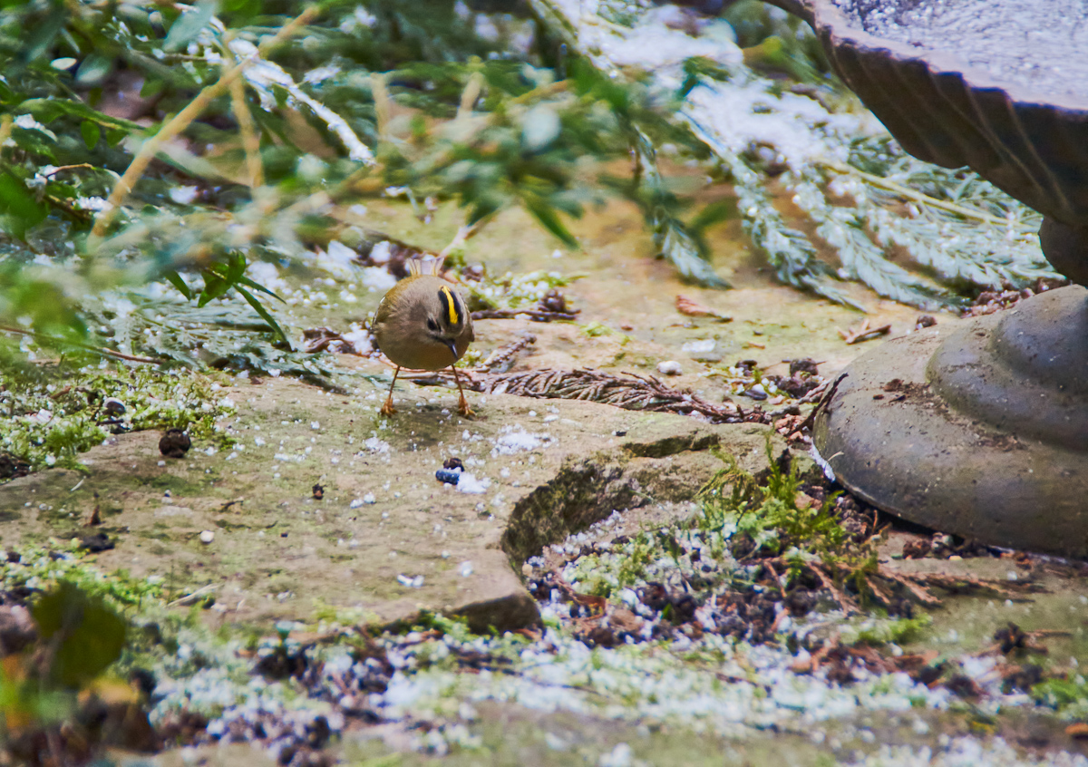 Wintergoldhähnchen 3.jpg