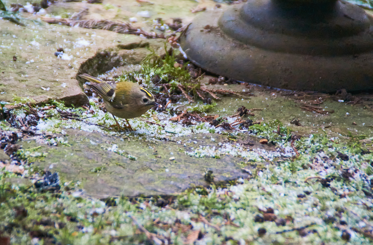 Wintergoldhähnchen 4.jpg