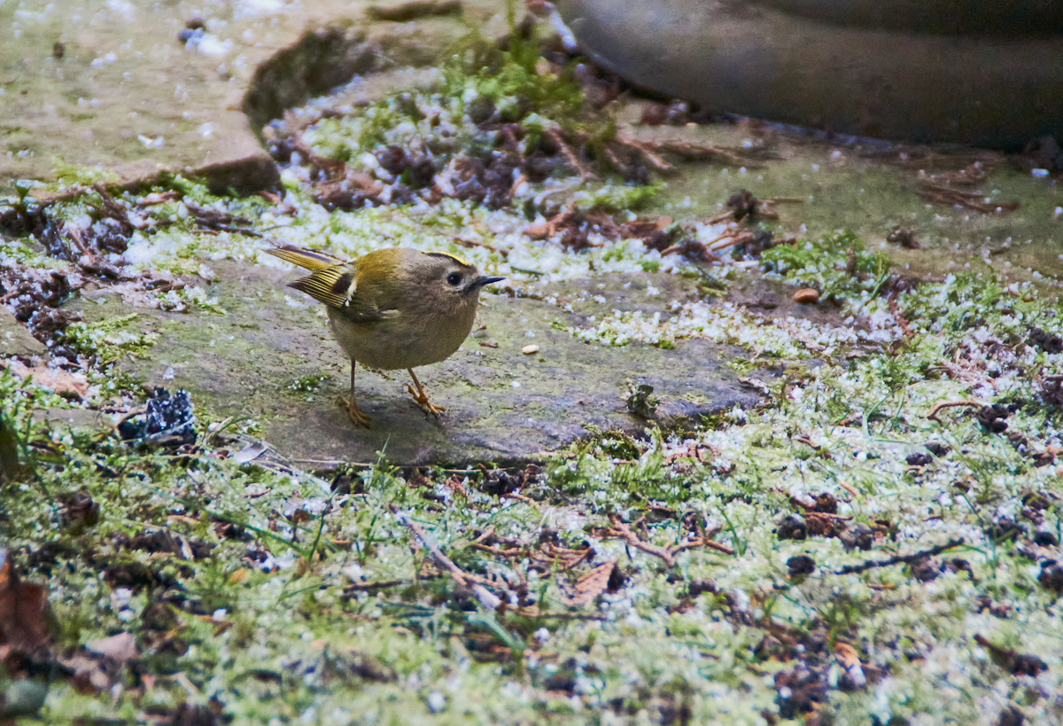 Wintergoldhähnchen 5.jpg