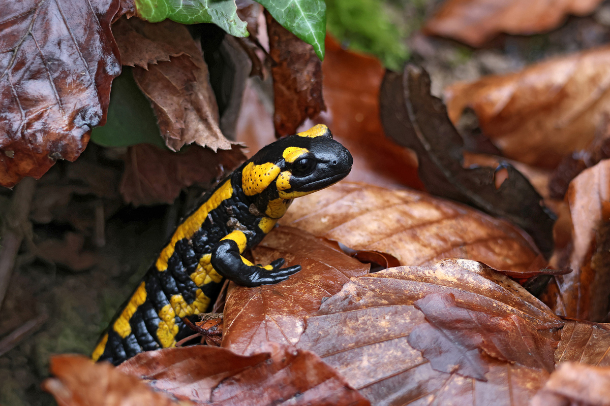 Feuersalamander_8W8A2472_1200a.jpg