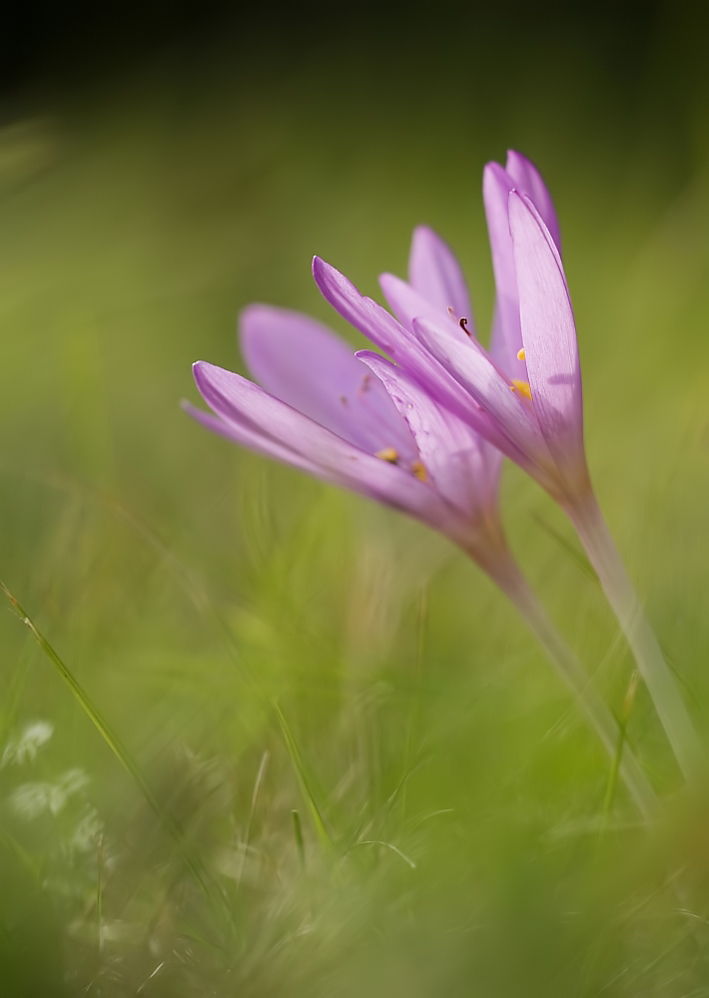 krokusse_1_210.jpg