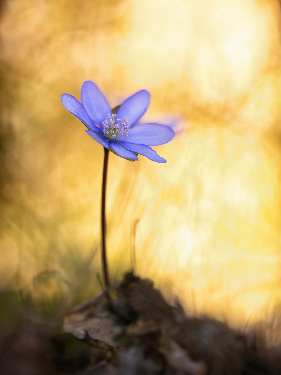 Leberblümchen.jpg