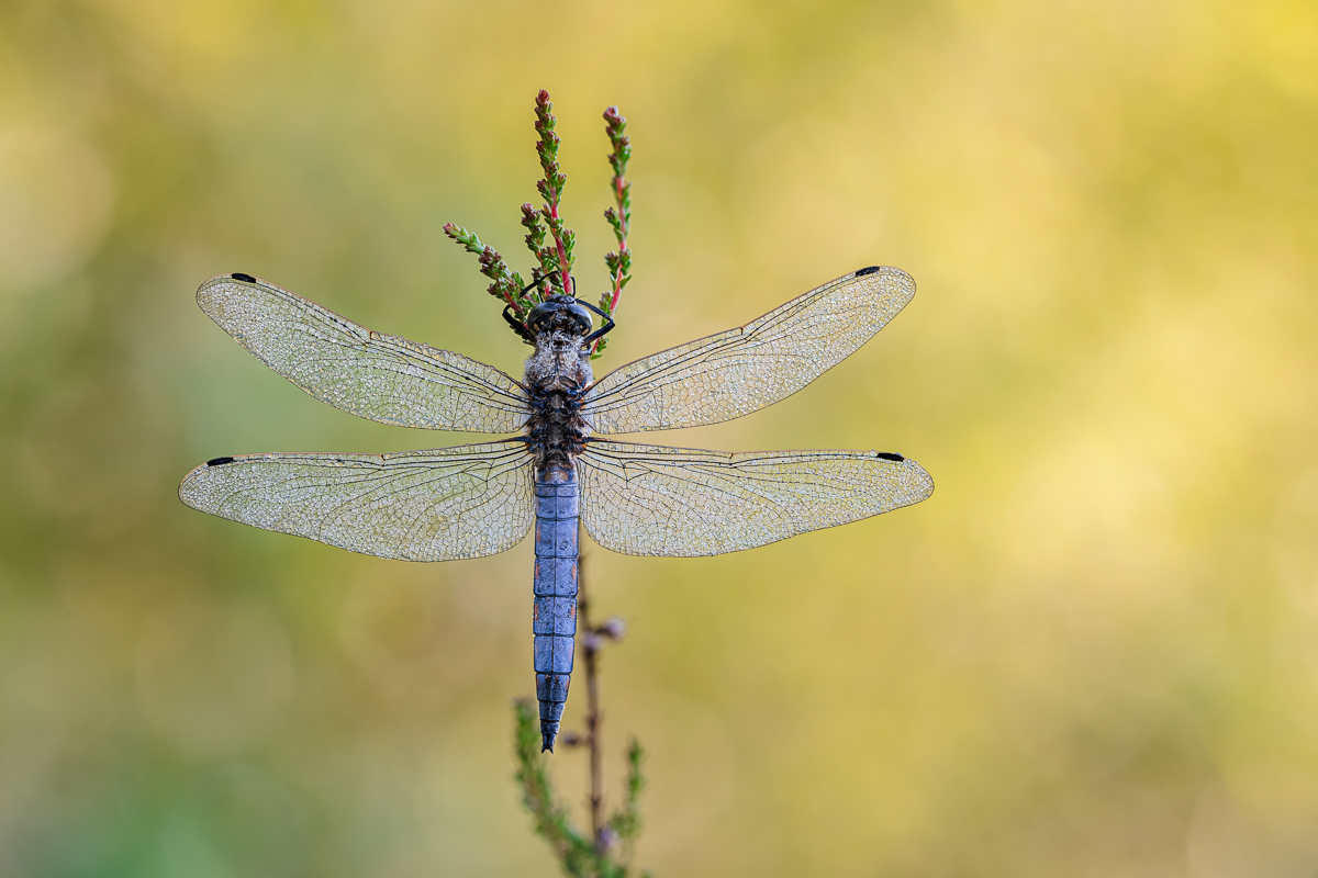 20240524-20240524-IMG_8646 ZS31 1-25 f56 100 100-b.jpg