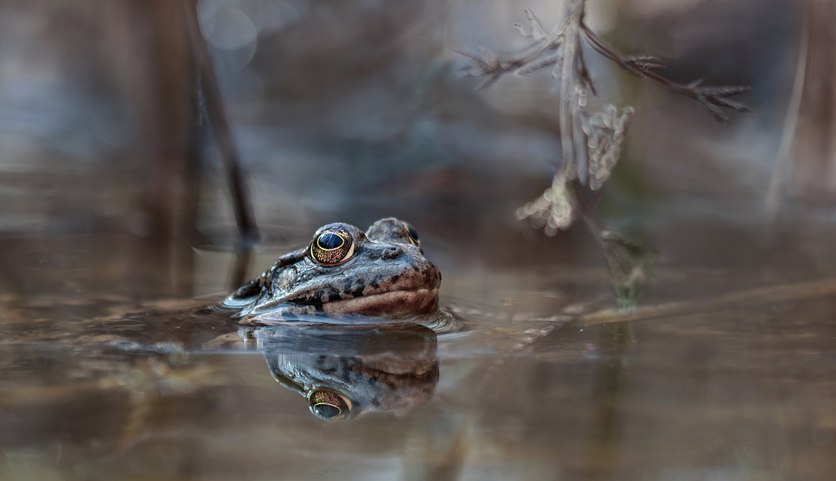 Wasserfrosch MF.jpg