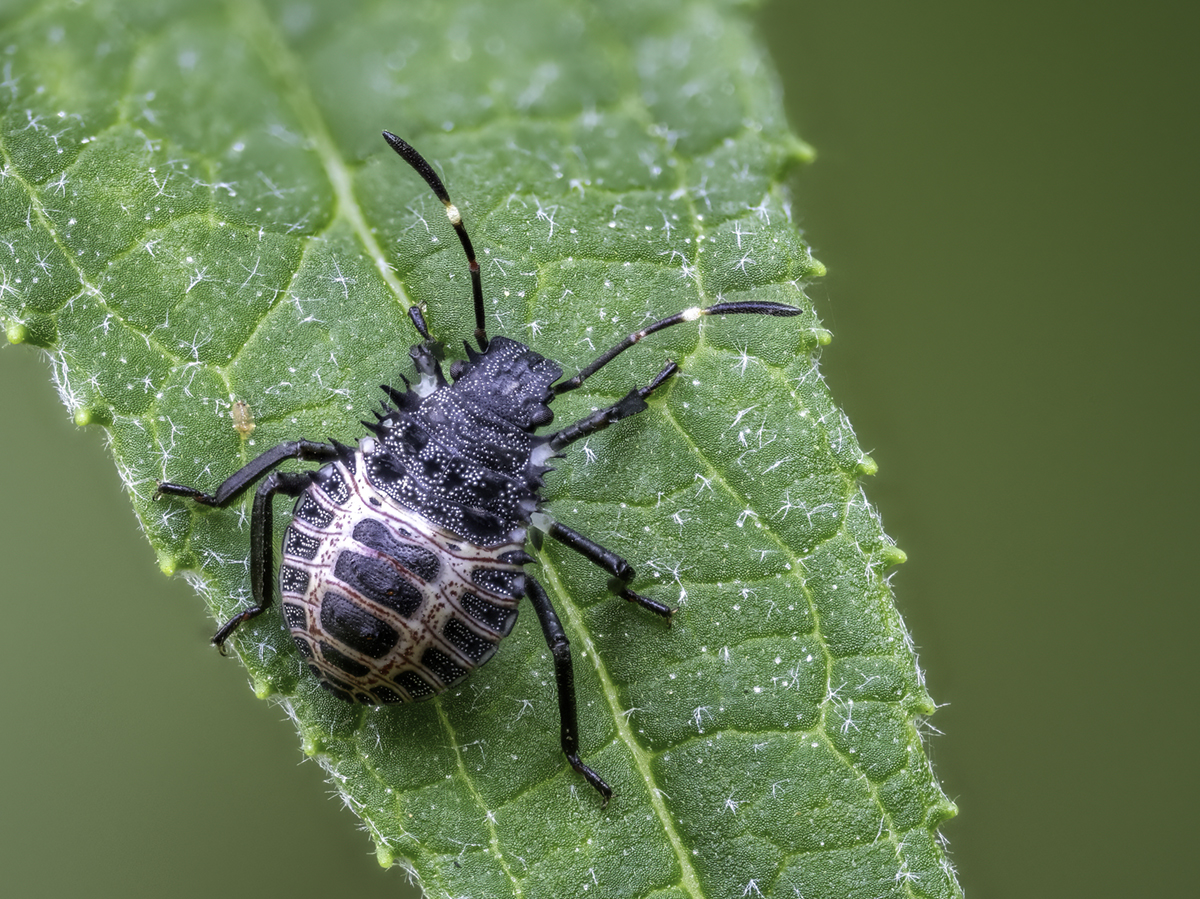 Halyomorpha halys Nymphe.jpg