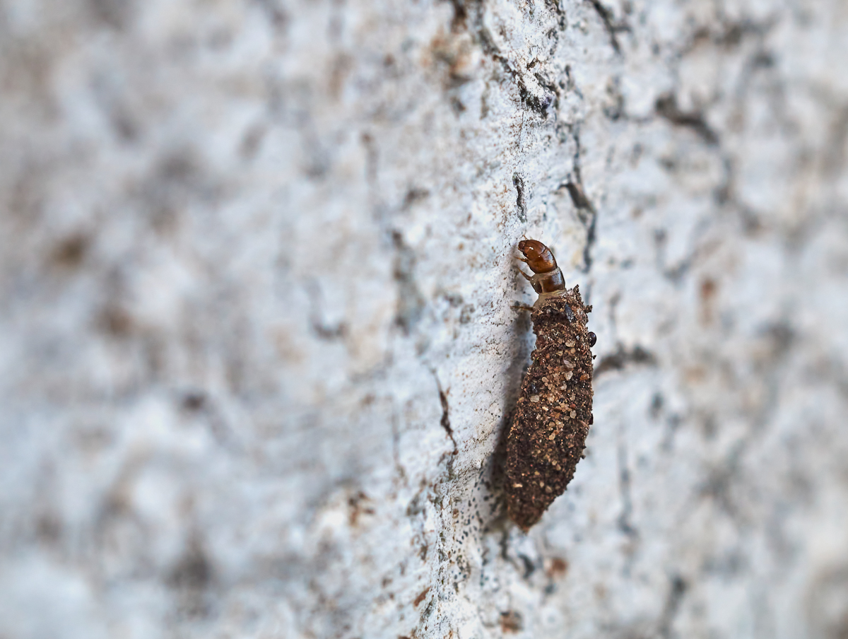 Raupe des Dreikant-Zwerg-Sackträgers 1.jpg