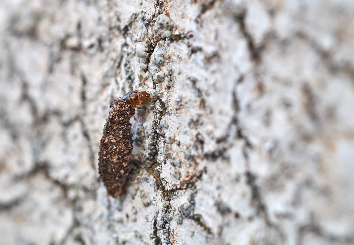 Raupe des Dreikant-Zwerg-Sackträgers 3.jpg