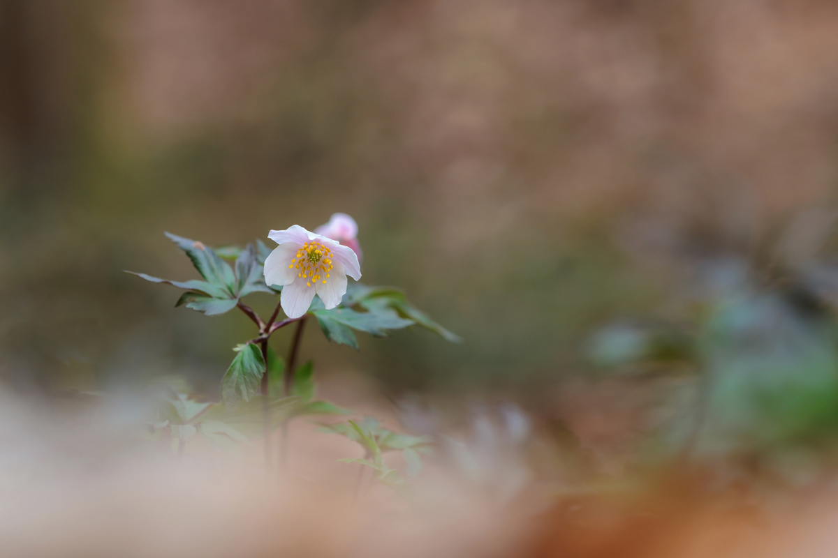 IMG_1005_SHARPEN projectsDENOISE projects.jpg