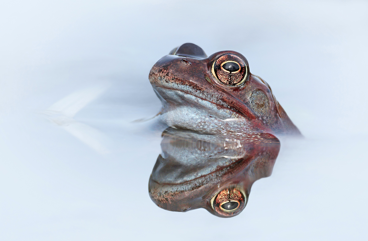 Grasfrosch 1 - MF.jpg