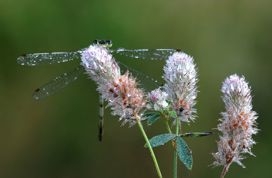m_f_Lestes virens Weibchen._.jpg