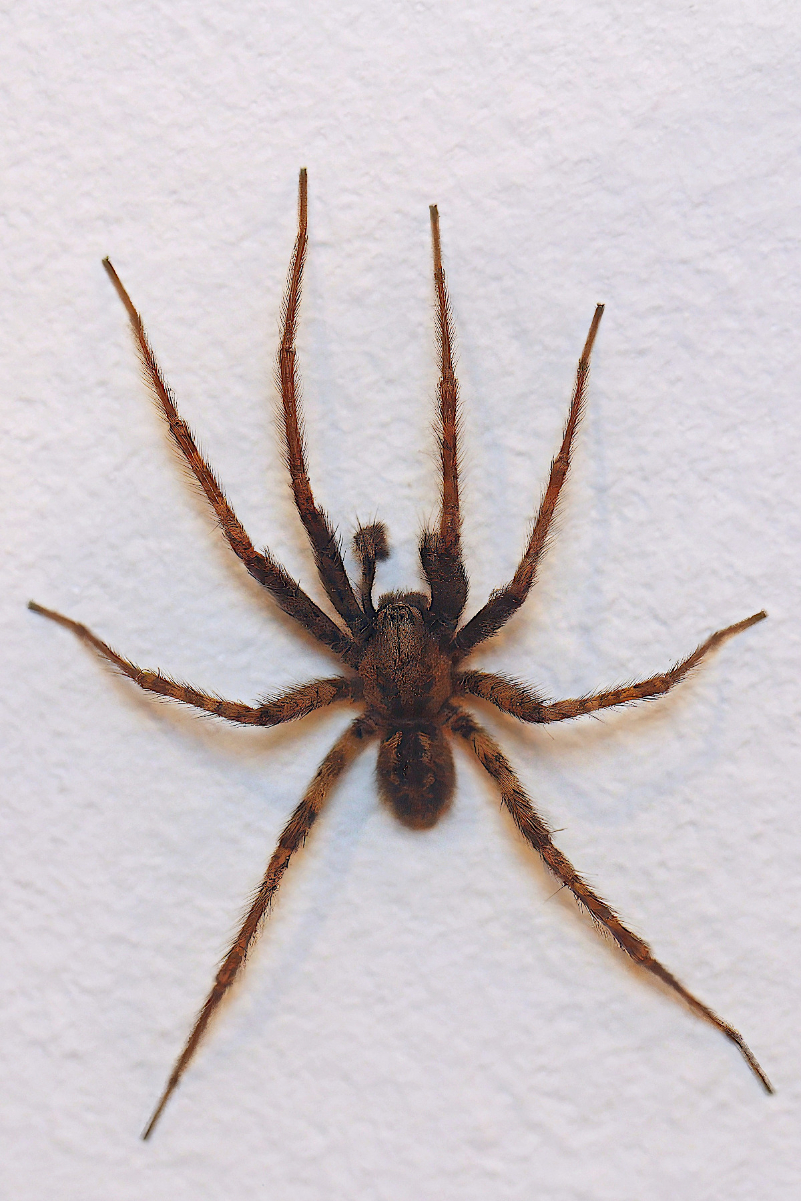 _MG_7280_Winkelspinne_Forum_VI.JPG