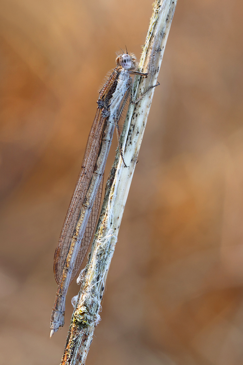 Sympecma fusca_f_8W8A1905_1200a.jpg