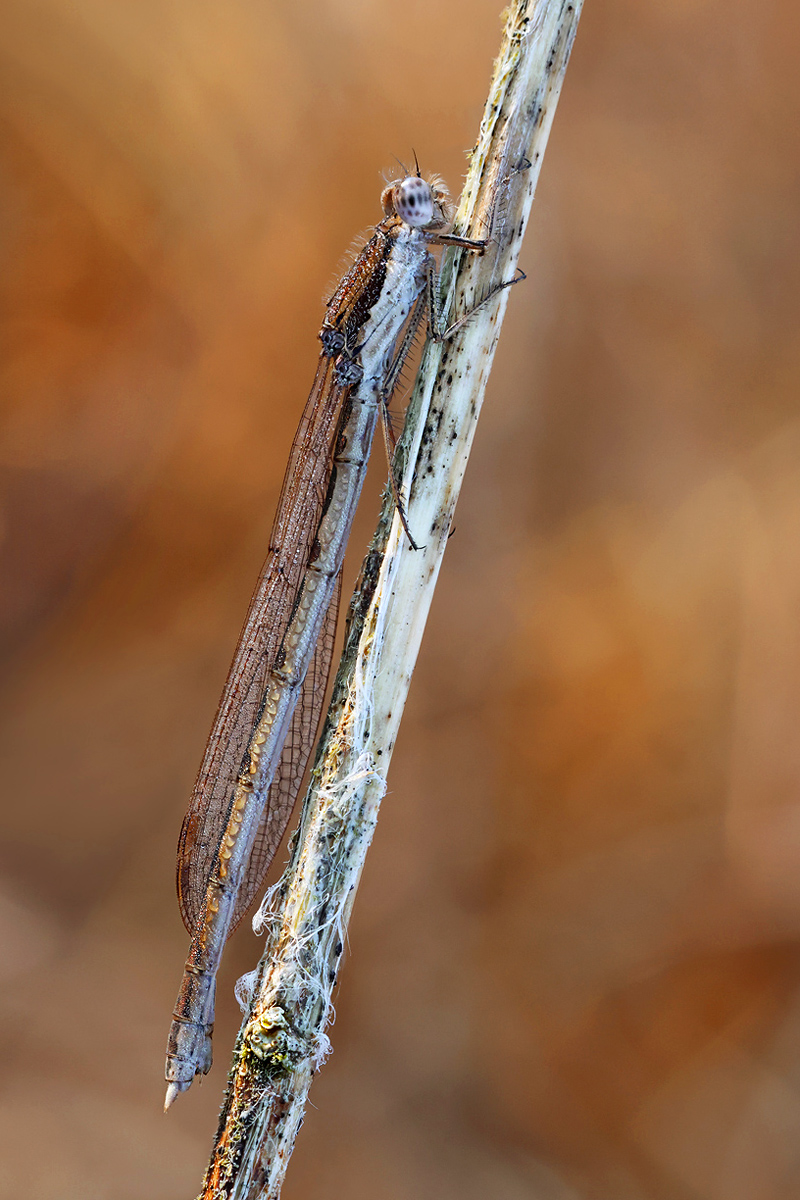 Sympecma fusca_f_8W8A1905_1200b.jpg