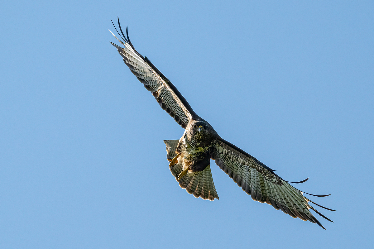 Mäusebussard 67a 2025.jpg