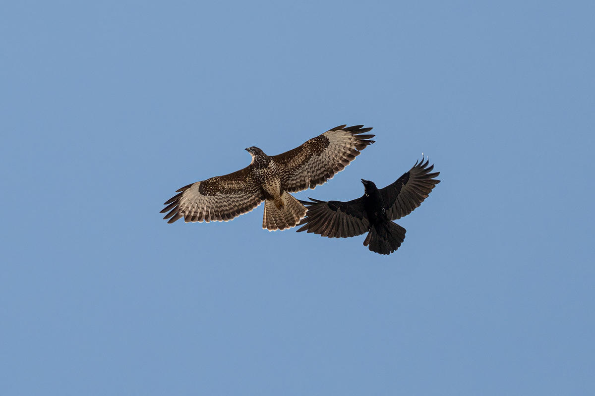 Mäusebussard 98a 2025.jpg