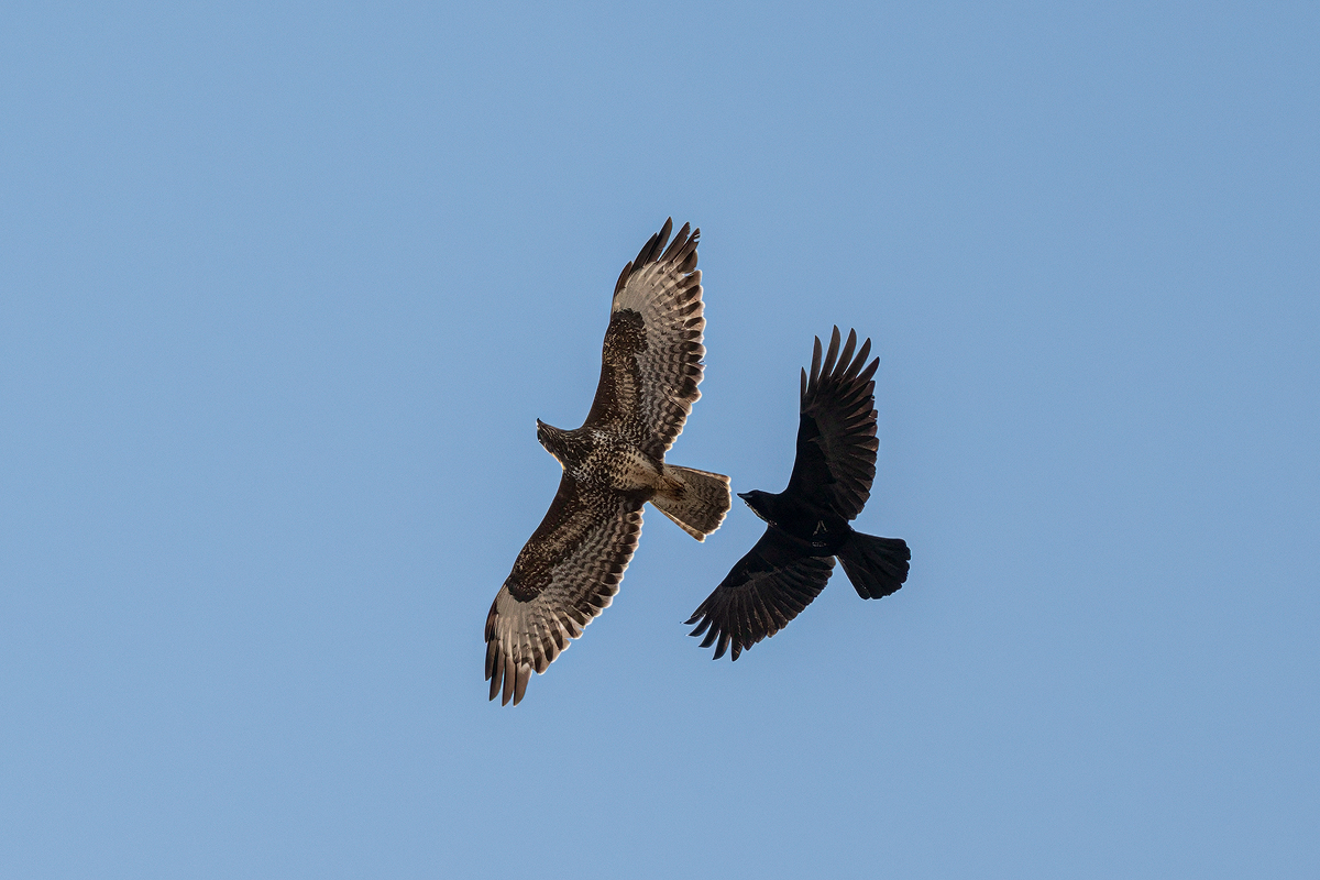 Mäusebussard 99a 2025.jpg