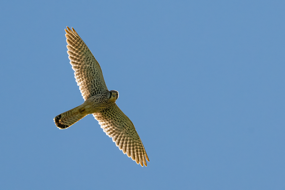 Turmfalke 64a 2025.jpg
