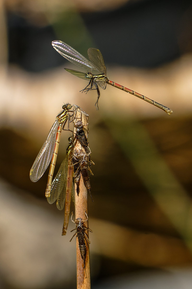 Adonislibelle 6a 2025.jpg