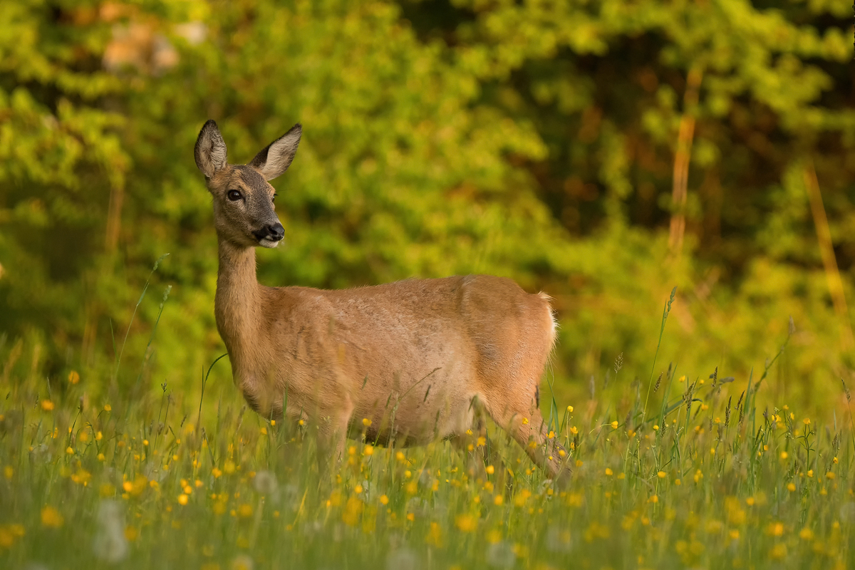 20250427-200056-003-(HL)-MWeiler-Lenzkiwiese-Reh-Capreolus-capreolus-APSC.jpg