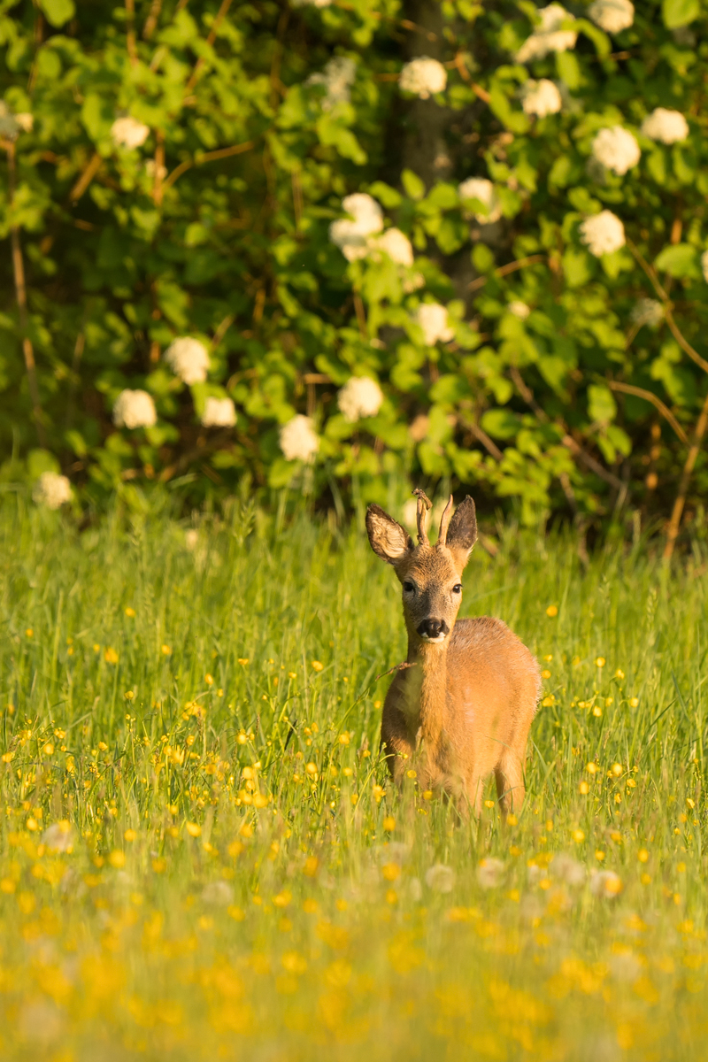 20250427-194003-002-(HL)-MWeiler-Lenzkiwiese-Reh-Capreolus-capreolus-APSC-QFHF.jpg