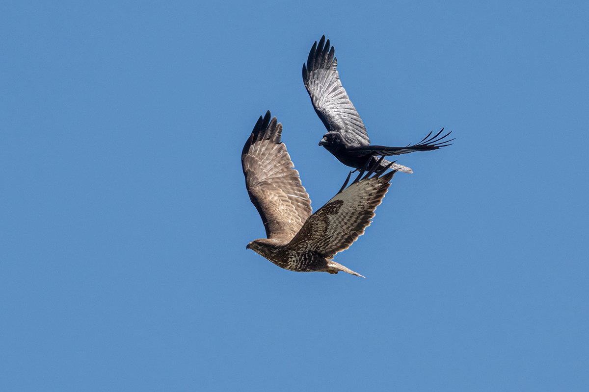 Mäusebussard 153a 2025.jpg