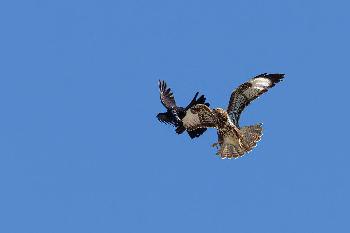 Mäusebussard 160a 2025.jpg