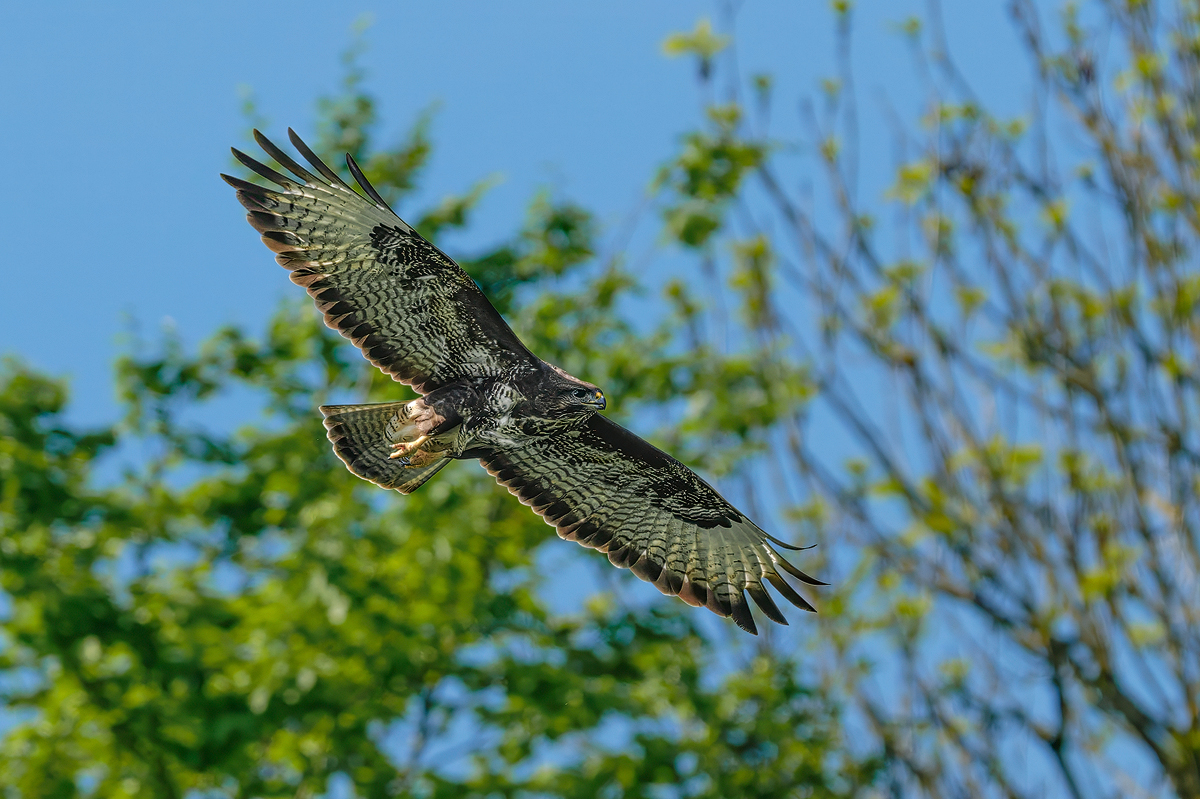Mäusebussard 167a 2025.jpg